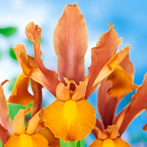 10 buc, Iris olandez Bronze Beauty - Bulbi: Mod de ambalare: 10 buc