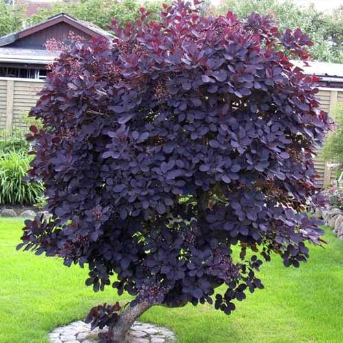 1 saz, Ruj vlasatá Royal Purple - : Monžstvo balíkov: 1 saz