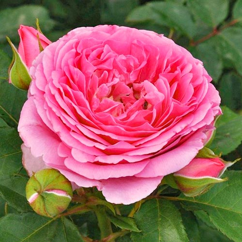 1 saz, Růže floribunda Frayla Mileva - : Monžstvo balíkov: 1 saz