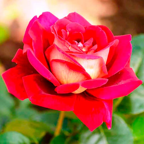 1 saz, Růža (Rosa) velkokvětá Kronenburg - : Monžstvo balíkov: 1 saz