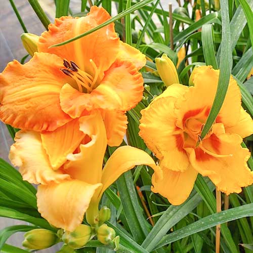 1 kus, Denivka (Hemerocallis) Yellow - : Monžstvo balíkov: 1 kus