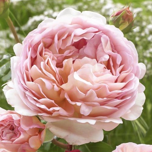 1 db, Rózsa floribunda Abraham Darby - Palánták: Mod de ambalare: 1 db