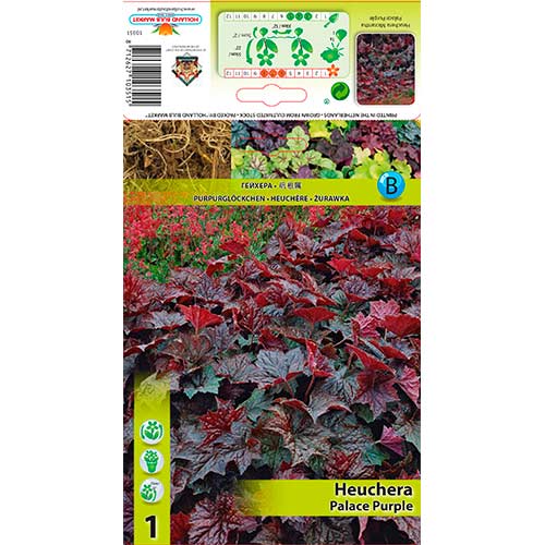 1 db, Tűzgyöngyvirág (Heuchera) Palace Purple - Évelő: Mod de ambalare: 1 db