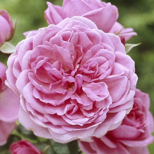 1 db, Rózsa floribunda Berleburg , С5 - Palánták: Mod de ambalare: 1 db