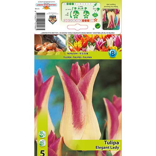 5 Stück, Tulpe Elegant Lady - Blumenzwiebeln: Ilość w opakowaniu: 5 Stück