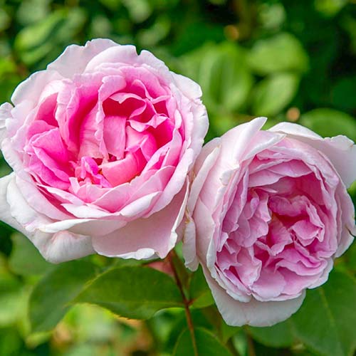 1 Pflanze(n), Großblütige Rose Dolce Luna - Setzlinge: Ilość w opakowaniu: 1 Pflanze(n)