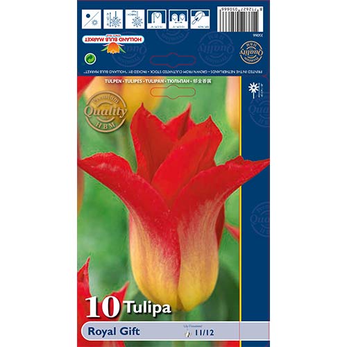 10 Stück, Tulpe Royal Gift - Blumenzwiebeln: Ilość w opakowaniu: 10 Stück