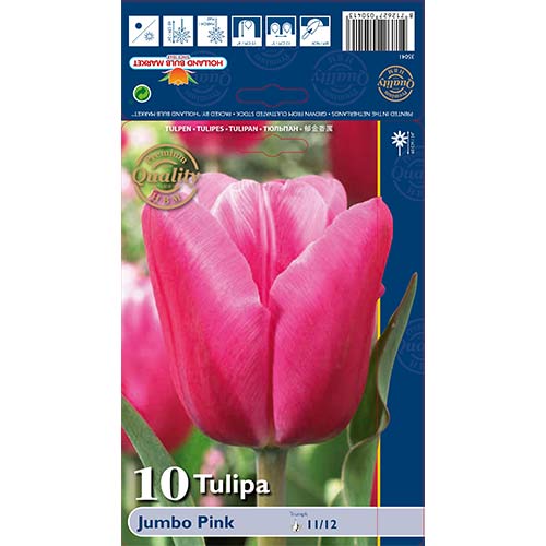 10 Stück, Tulpe Jumbo Pink - Blumenzwiebeln: Ilość w opakowaniu: 10 Stück