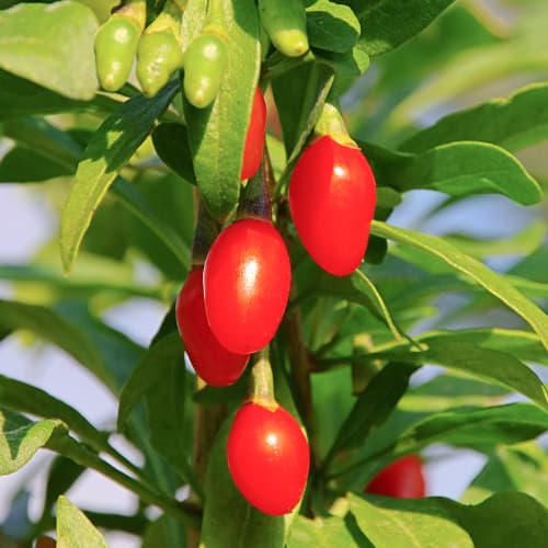 1 Pflanze(n), Gojibeere Sweet Berry, P9 - Setzlinge: Ilość w opakowaniu: 1 Pflanze(n)