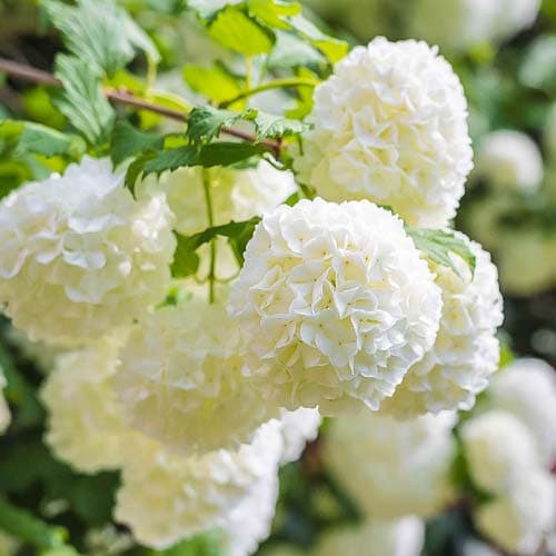 1 Pflanze(n), Schneeball Roseum - Setzlinge: Ilość w opakowaniu: 1 Pflanze(n)