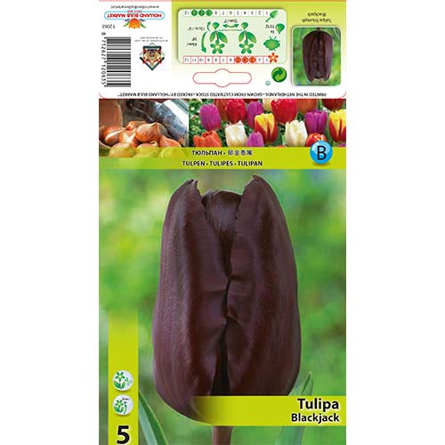 5 Stück, Tulpe Black Jack - Blumenzwiebeln: Ilość w opakowaniu: 5 Stück