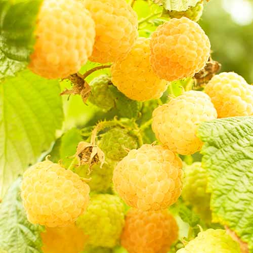 1 Pflanze(n), Himbeere Golden Bilss - Setzlinge: Ilość w opakowaniu: 1 Pflanze(n)