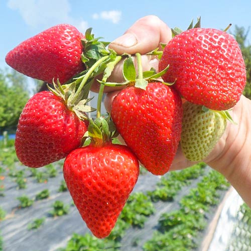 5 Setzling(e), Erdbeeren San Andreas - Setzlinge: Ilość w opakowaniu: 5 Setzling(e)