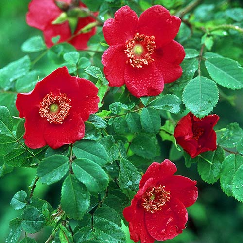 1 Pflanze(n), Rose Scarlet Winter Jewel - Setzlinge: Ilość w opakowaniu: 1 Pflanze(n)