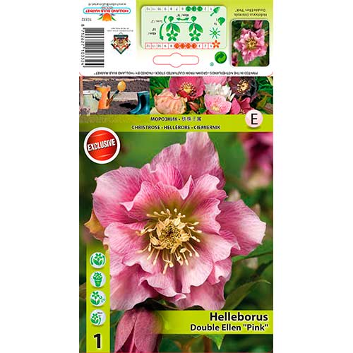 1 Stück, Christrose Double Ellen Pink - Stauden: Ilość w opakowaniu: 1 Stück