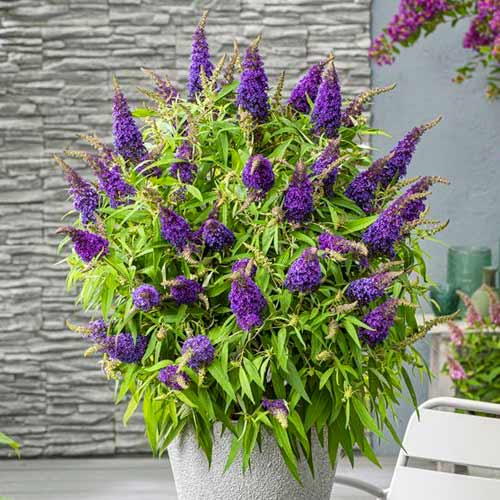 1 Stück, Buddleja davidii Little Purple - Stauden: Ilość w opakowaniu: 1 Stück