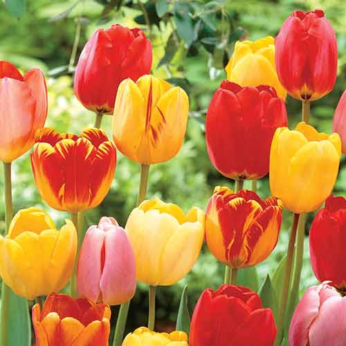 10 Stück, Tulpe Darwina Angels,farbmischung - Blumenzwiebeln: Ilość w opakowaniu: 10 Stück