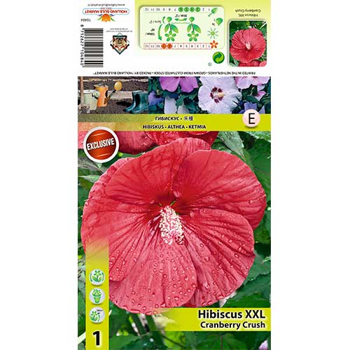 1 Pflanze(n), Roseneibisch XXL Cranberry Crush - Setzlinge: Ilość w opakowaniu: 1 Pflanze(n)