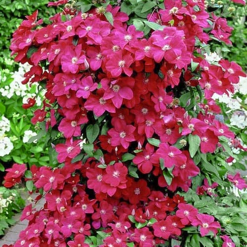 1 Pflanze(n), Clematis Niobe - Setzlinge: Ilość w opakowaniu: 1 Pflanze(n)