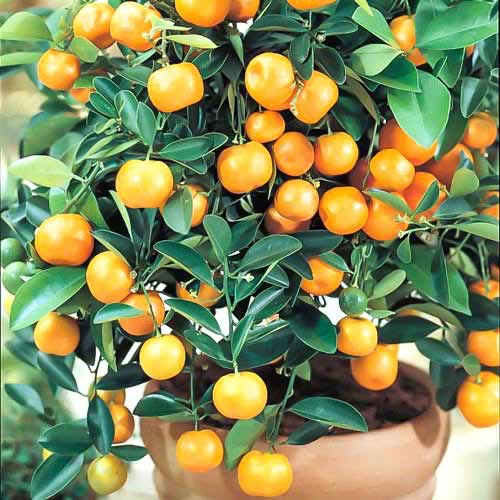 1 Stück, Calamondinorange Panama Orange - Stauden: Ilość w opakowaniu: 1 Stück