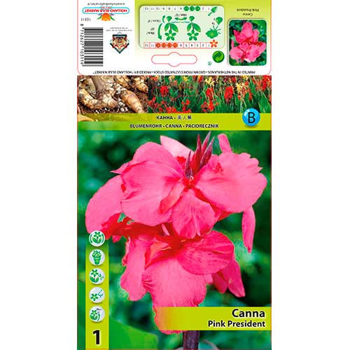 1 Stück, Canna Pink President - Stauden: Ilość w opakowaniu: 1 Stück