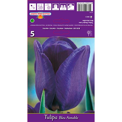 5 Stück, Tulpe Blue Aimable - Blumenzwiebeln: Ilość w opakowaniu: 5 Stück