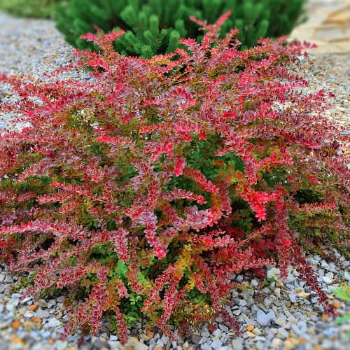 Anel de Ouro Bérberis de Thunberg - Plântulas: Ilość w opakowaniu: 1 plant