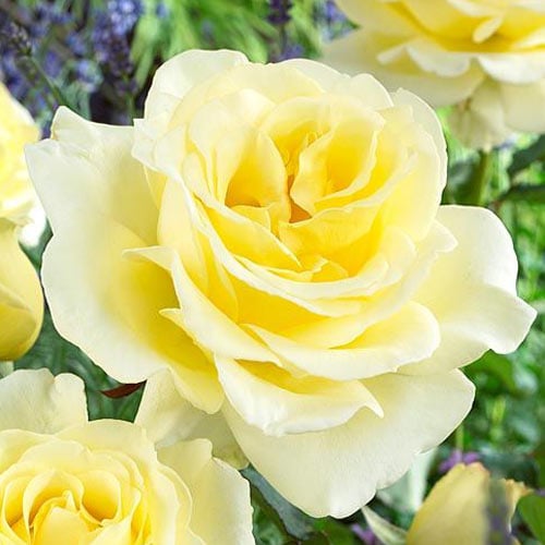 Rosa de flor grande Elina - Plântulas: Ilość w opakowaniu: 1 plant