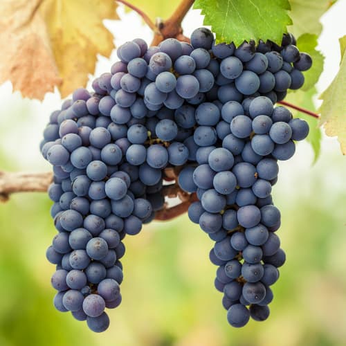 Pinot Noir Vid - Plántulas: Ilość w opakowaniu: 1 plantas
