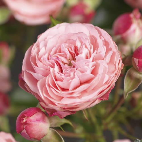 Rosa floribunda Pink Meilove , С5 - Plántulas: Ilość w opakowaniu: 1 plantas