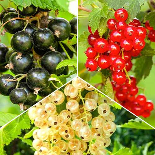Trío de grosellas rojas, 3 plantas - Plántulas: Ilość w opakowaniu: 3 plantas