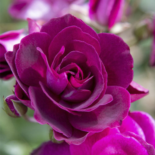 Rosa floribunda Burgundy Iceberg , C5 - Plántulas: Ilość w opakowaniu: 1 plantas