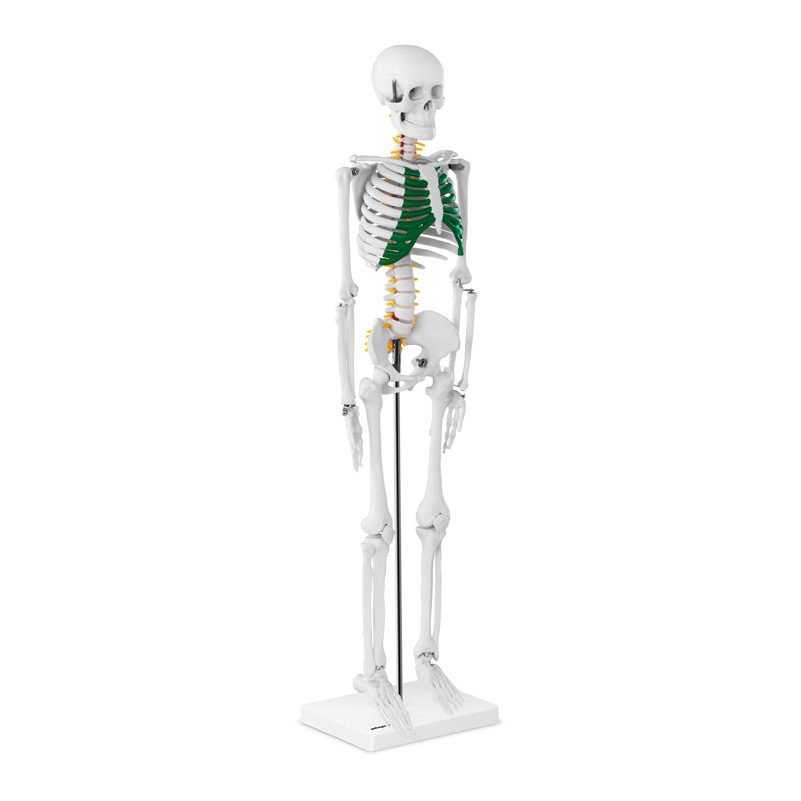Model anatomiczny szkielet człowieka 85cm