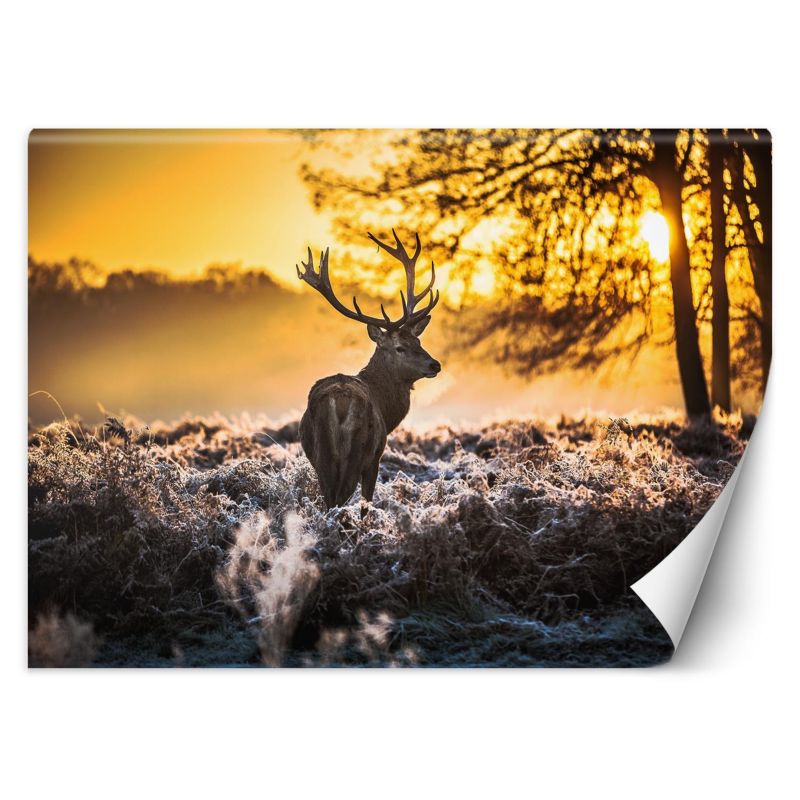 Fototapeta Feeby Jeleń we mgle 400x280 1 szt