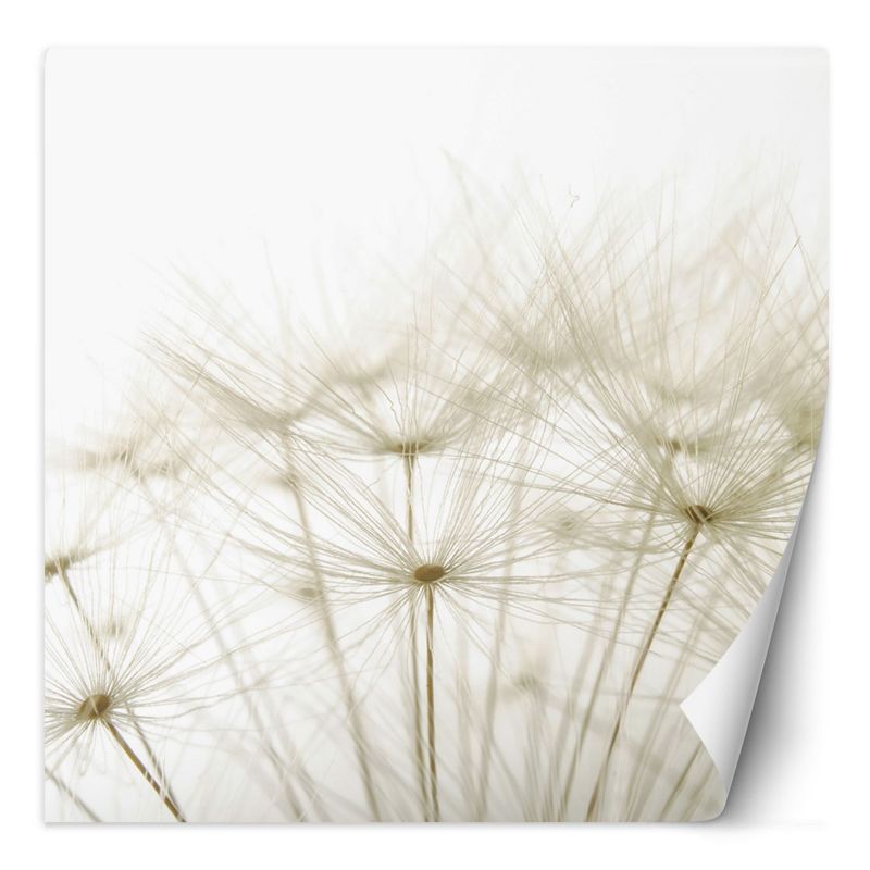 Fototapeta Feeby Dmuchawce w bieli 150x150 1 szt