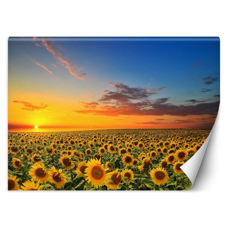 Fototapeta Feeby Pole słoneczników 150x105 1 szt