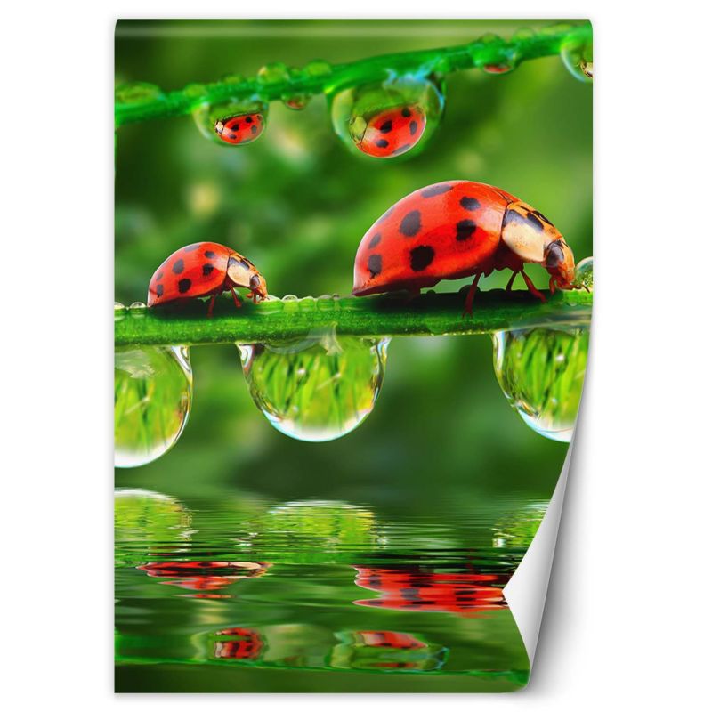 Fototapeta Feeby Biedronki krople wody 150x210 1 szt