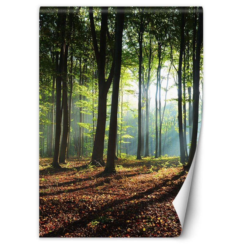 Fototapeta Feeby Las zielony wschód słońca natura 100x140 1 szt