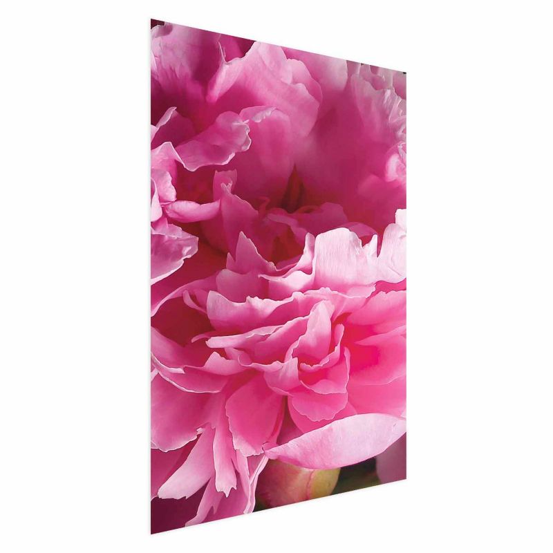 Plakat Artgeist Piękne piwonie 21x30 cm bez ramy 1 szt