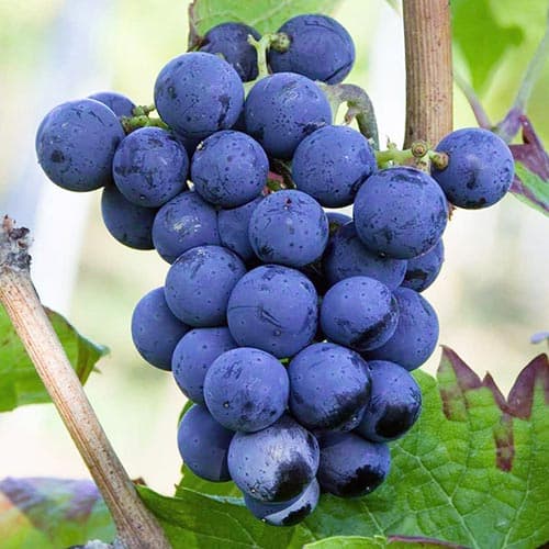 1 sadz, Winorośl Cabernet Cortis - Sadzonki: Ilość w opakowaniu: 1 sadz