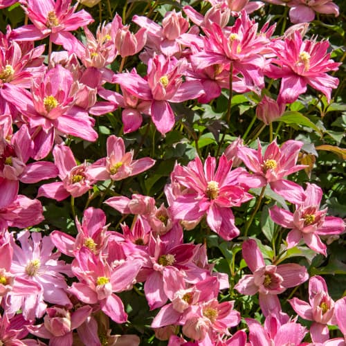 Clematis (Powojnik) Montana Broughton Star - Sadzonki: Ilość w opakowaniu: 1 sadz - GradinaMax