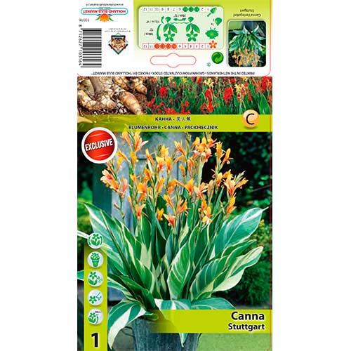 1 szt., Paciorecznik (Canna) Stuttgard - Byliny: Ilość w opakowaniu: 1 szt.