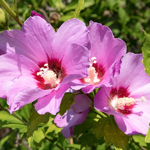 1 sadz, Hibiskus (Ketmia syryjska) Woodbridge - Sadzonki: Ilość w opakowaniu: 1 sadz