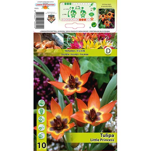 1 szt, Tulipan botaniczny Little Princess - Cebule: Ilość w opakowaniu: 10 szt.
