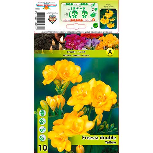 Frezja Double Yellow - Cebule: Ilość w opakowaniu: 10 szt. - GradinaMax