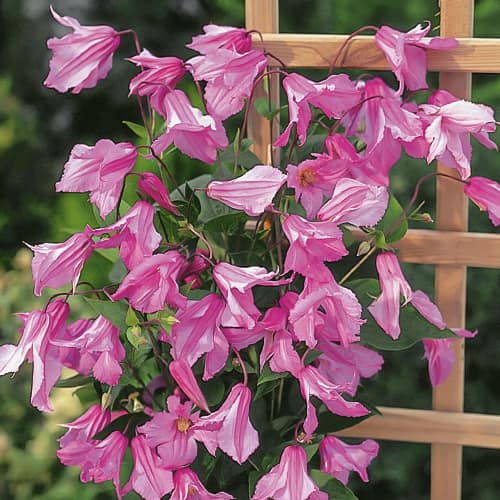 Clematis (Powojnik) Alionushka - Sadzonki: Ilość w opakowaniu: 1 szt - GradinaMax