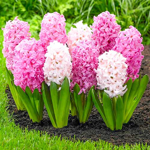 1 szt, Super oferta! Hiacynt White Pearl, Hiacynt Pink Pearl, 2 odmiany - Cebule: Ilość w opakowaniu: 14 szt.