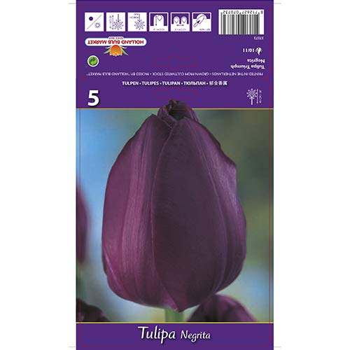 5 szt., Tulipan Triumph Negrita - Cebule: Ilość w opakowaniu: 5 szt.