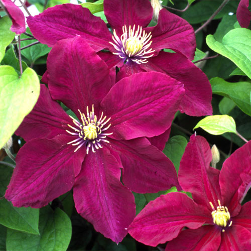1 sadz, Clematis (Powojnik) Kermesina - Sadzonki: Ilość w opakowaniu: 1 sadz