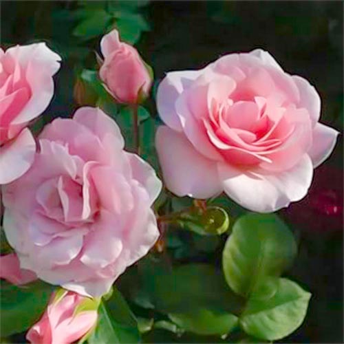 1 sadz, Roza bukietowa Diademe Rose - Sadzonki: Ilość w opakowaniu: 1 sadz